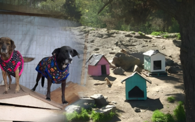 Qué Talca inicia campaña de invierno en apoyo del Refugio de perros del Cerro La Virgen